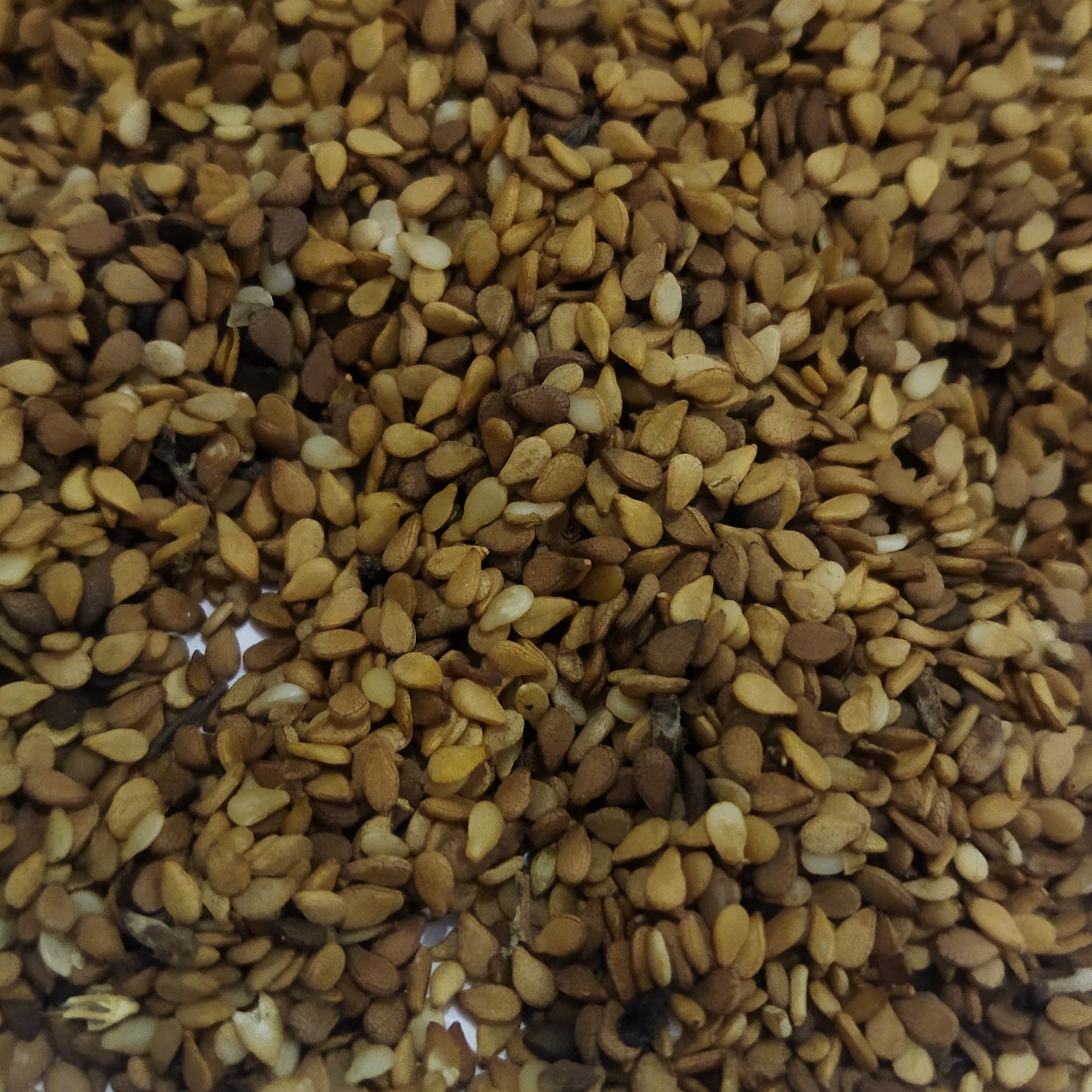 انواع کنجد ارسال به تمام نقاط کشور 