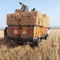 کاه گندم و جو دیم وابی