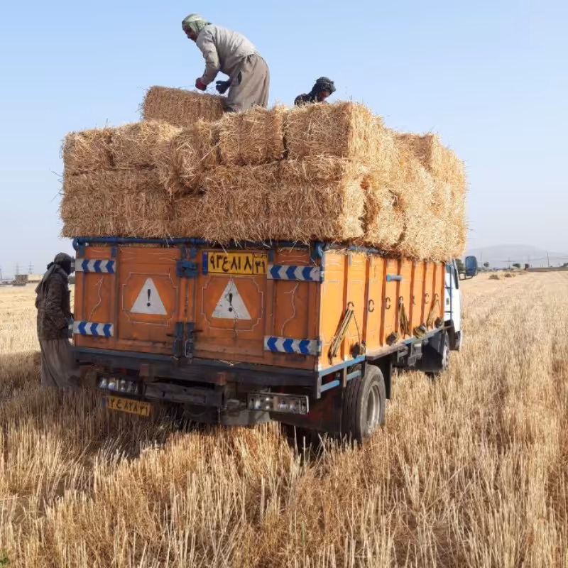 کاه گندم و جو دیم وابی