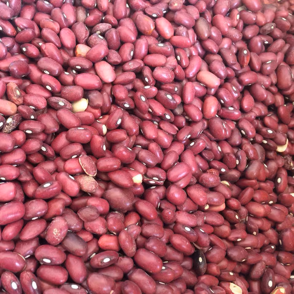 لوبیا قرمز 1000 گرم