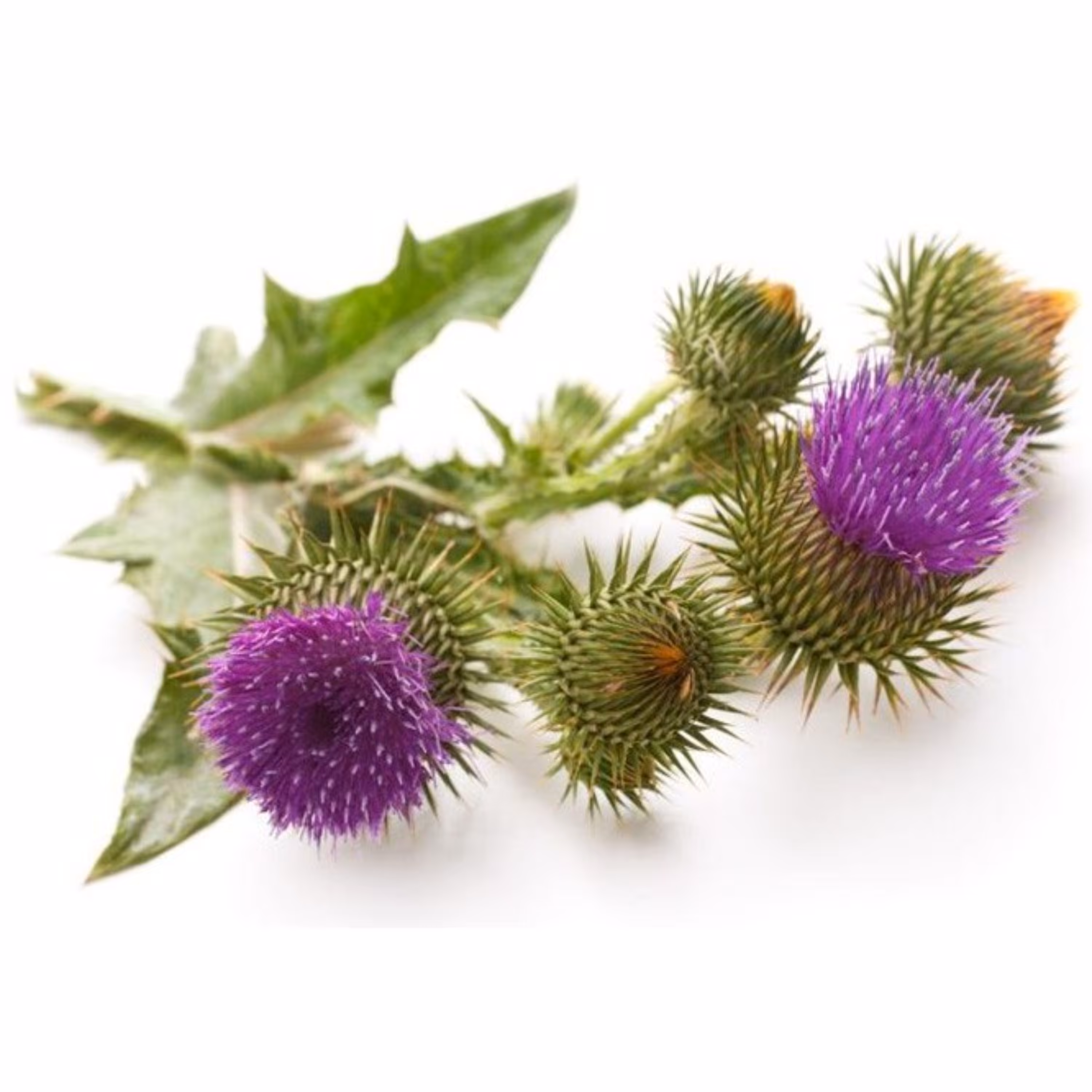 عرق بابا آدم