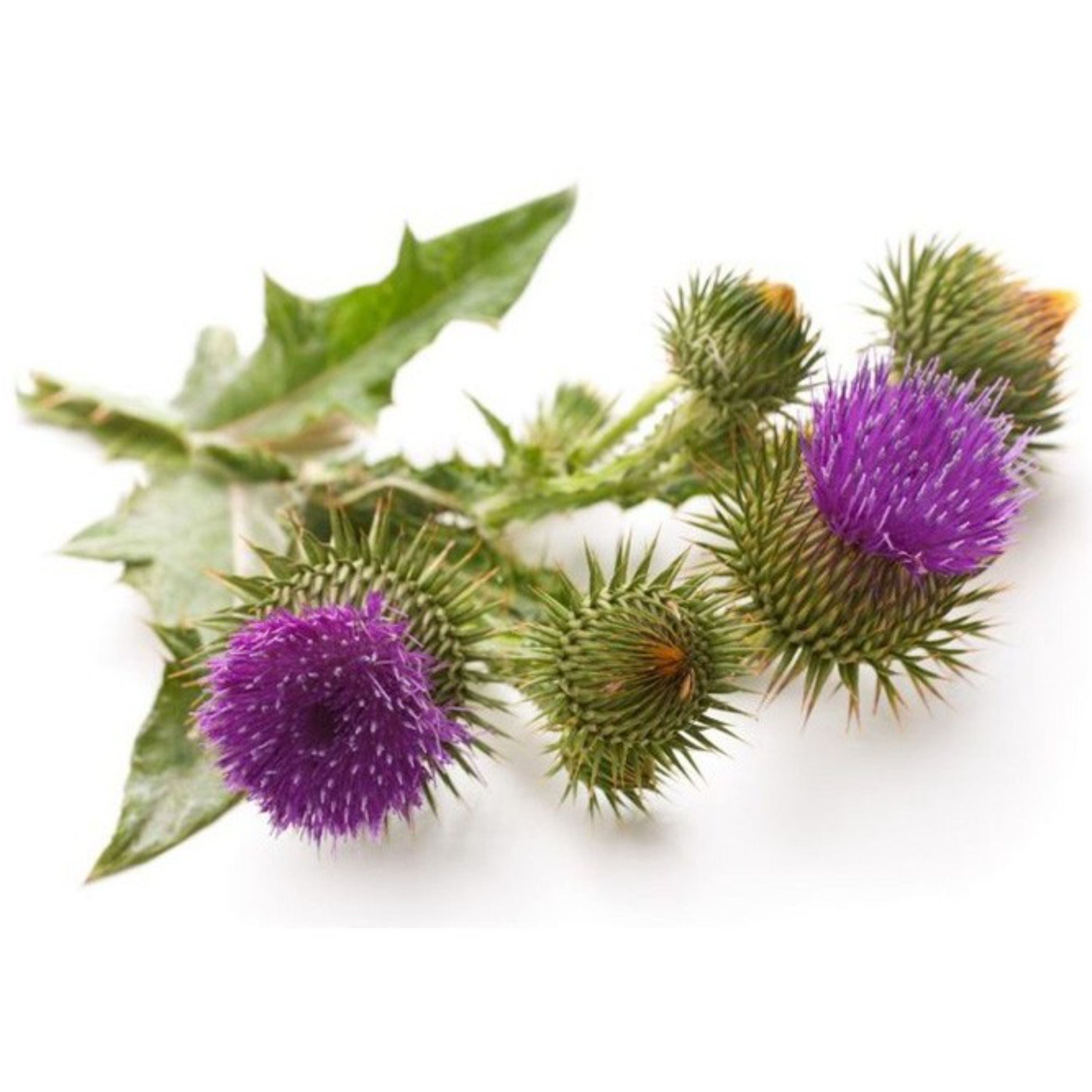 عرق بابا آدم