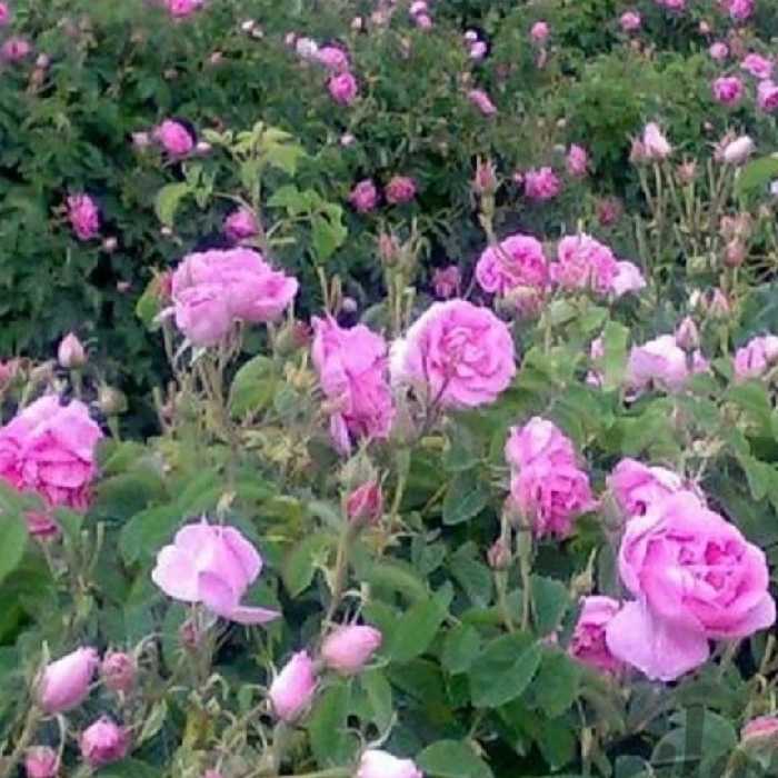 گلاب و عرقیات  خانگی اصل 