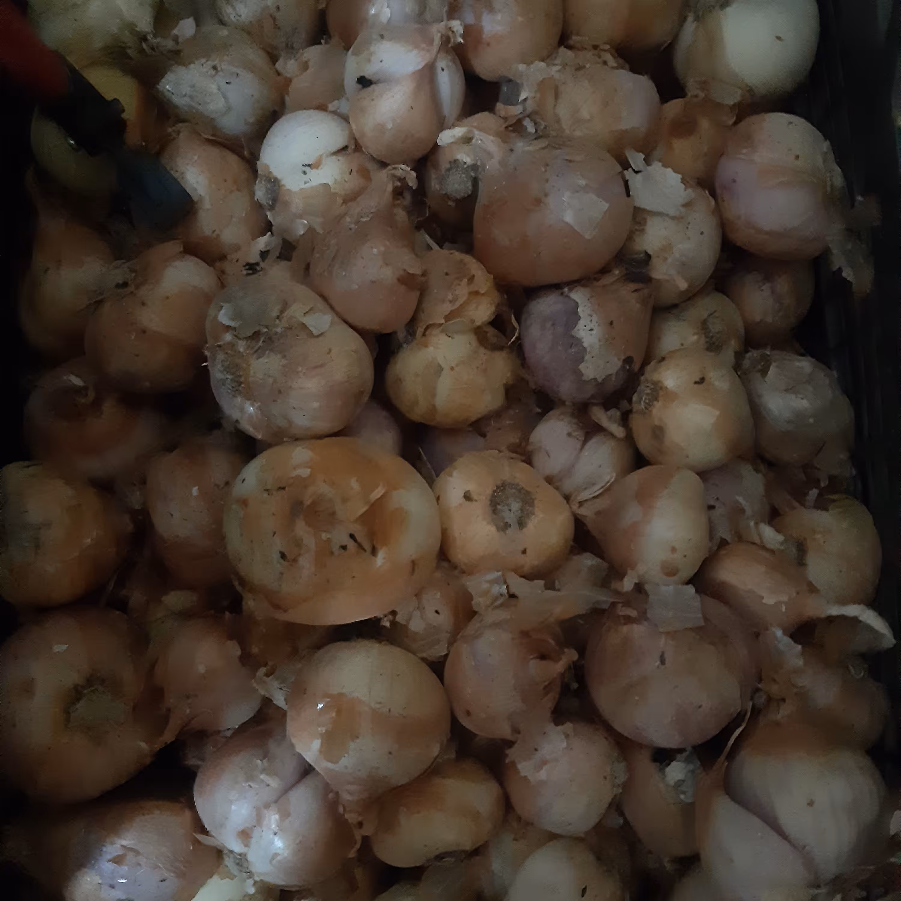 بذر پیاز محلی بوشهر(فله)