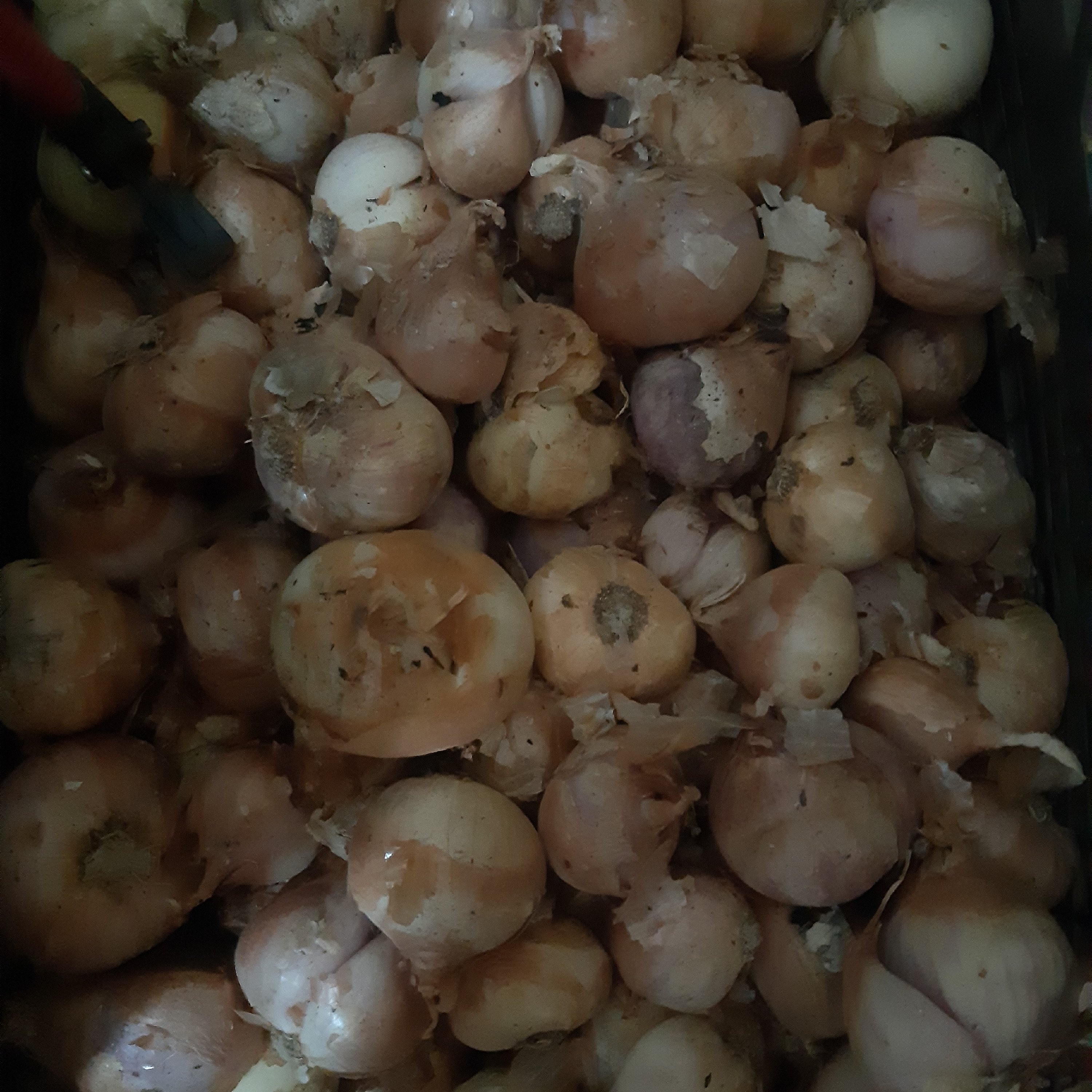 بذر پیاز محلی بوشهر(فله)
