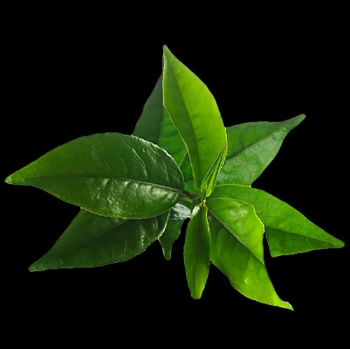 روغن درخت چای درجه یک در بسته بندی 100 سی سی