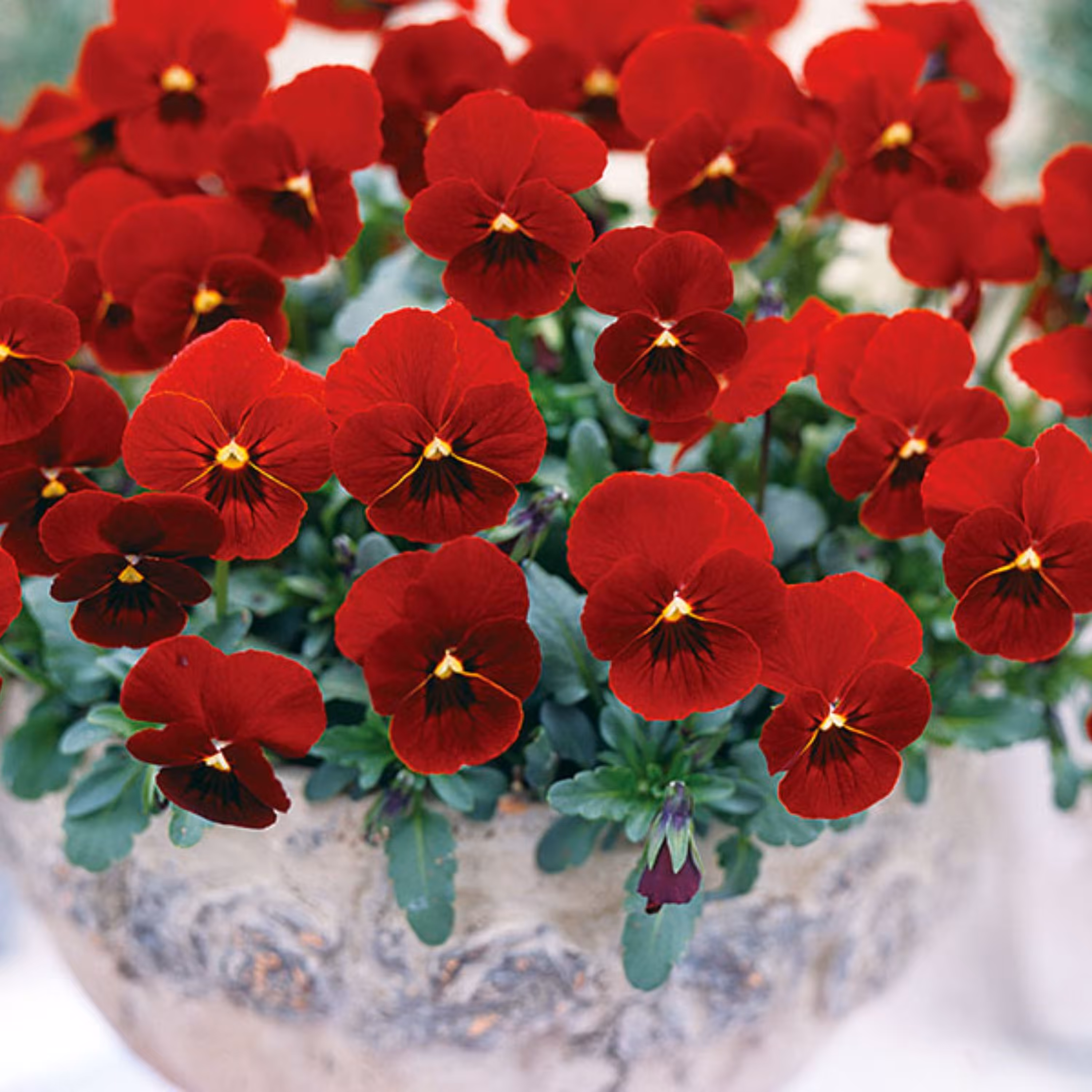 بذر گل بنفشه خوراکی تزئینی قرمز خالدار بسته 300 عددی