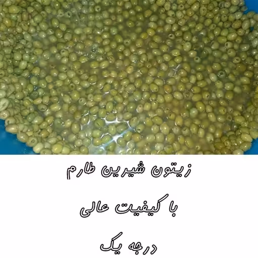 100 کیلو زیتون طارم عمده