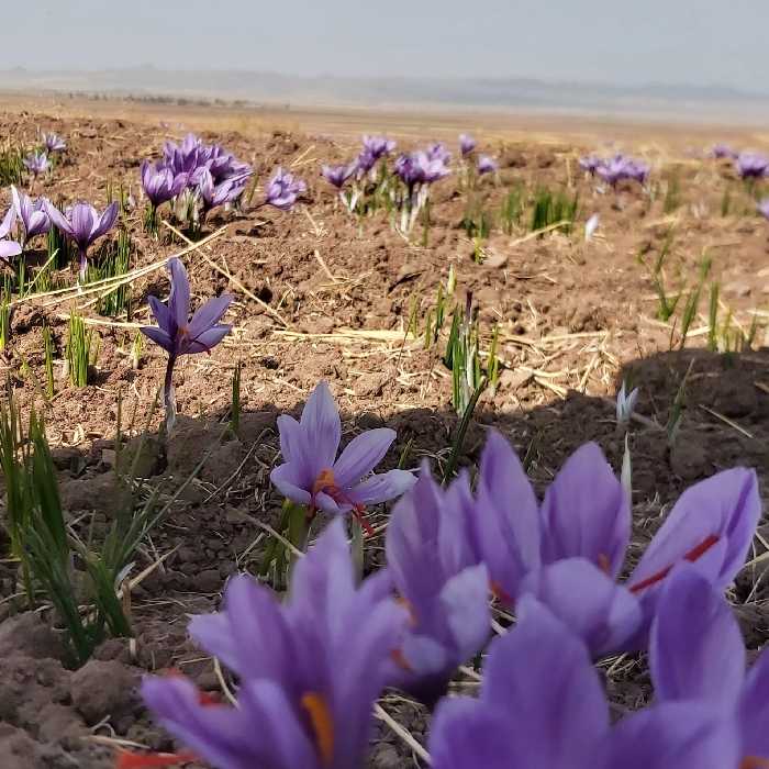 زعفران نگین ممتاز یک کیلویی درجه یک ضمانتی برد سربلند 