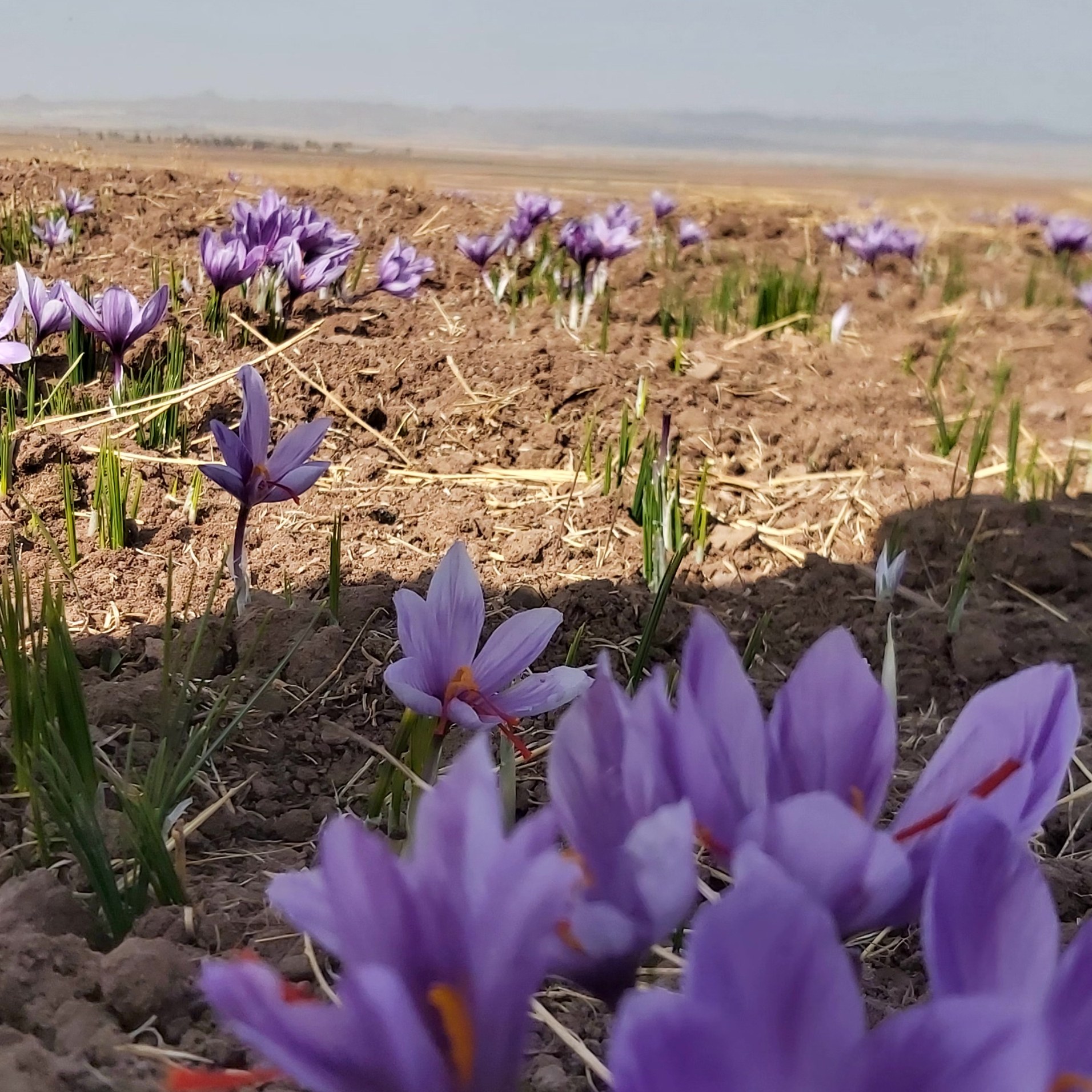 زعفران نگین ممتاز یک کیلویی درجه یک ضمانتی برد سربلند 