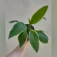 گل هوستا  ابلق گلدان 12 (پس کرایه)