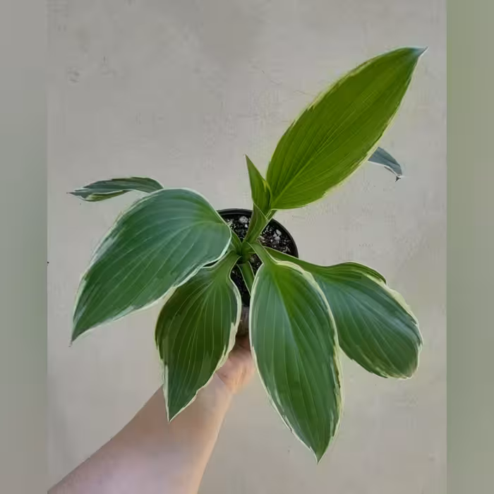 گل هوستا  ابلق گلدان 12 (پس کرایه)