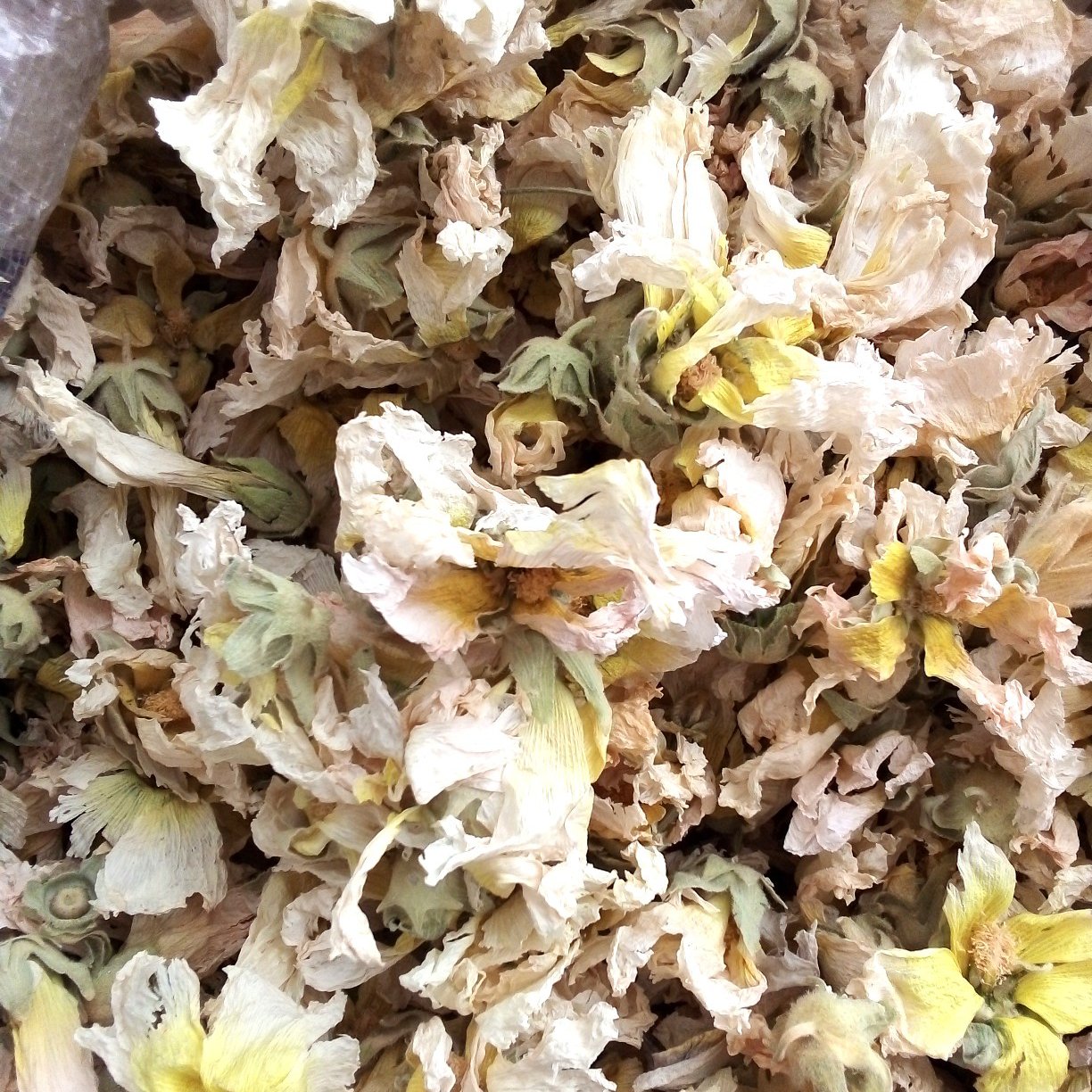 گل ختمی سفید