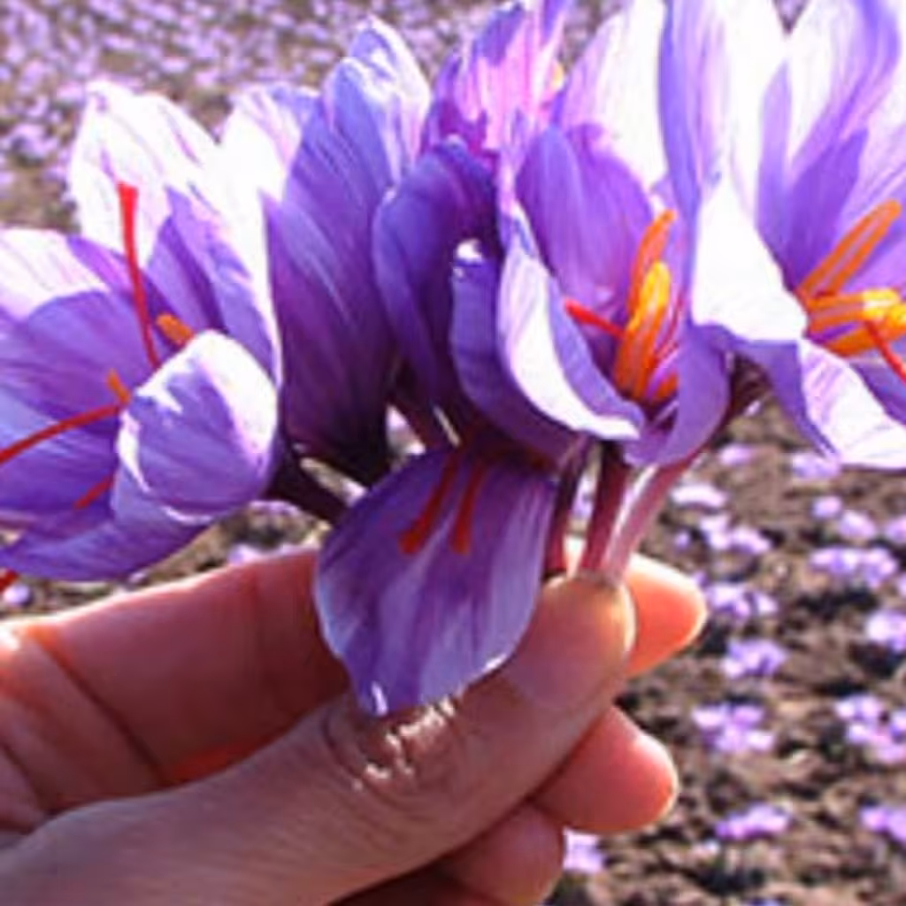 زعفران خراسان امساله