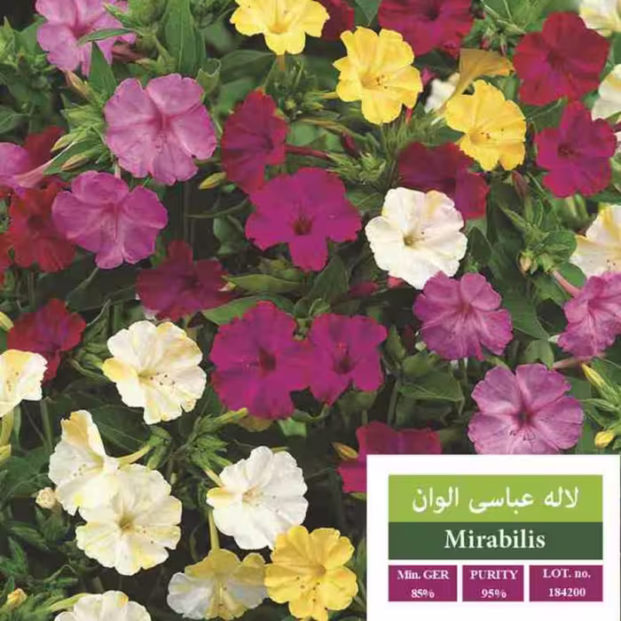 بذر گل لاله عباسی الوان بذر طلایی رویان 