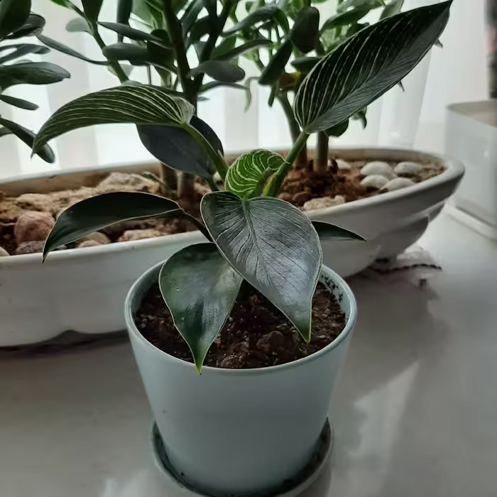 فیلودندرون برکین.گلدان سرامیکی