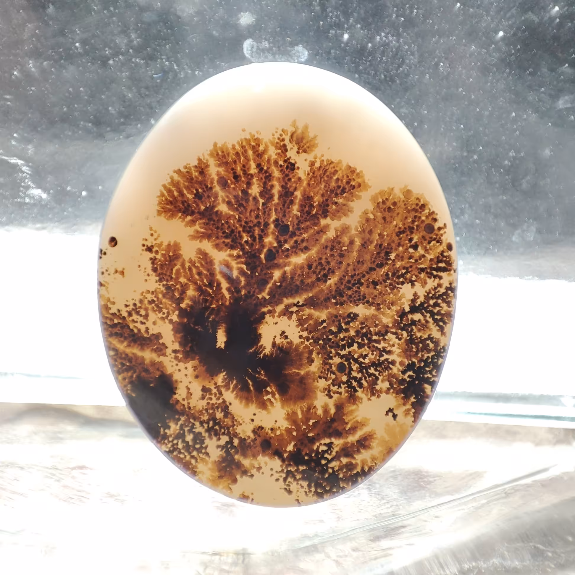 شجر قائن طبیعی و معدنی کد 907