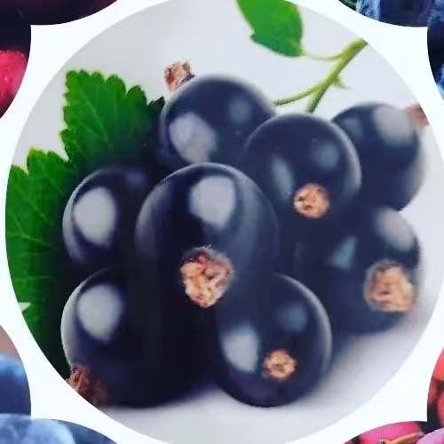 بذر کارنت مشکی