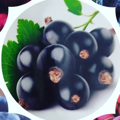 بذر کارنت مشکی