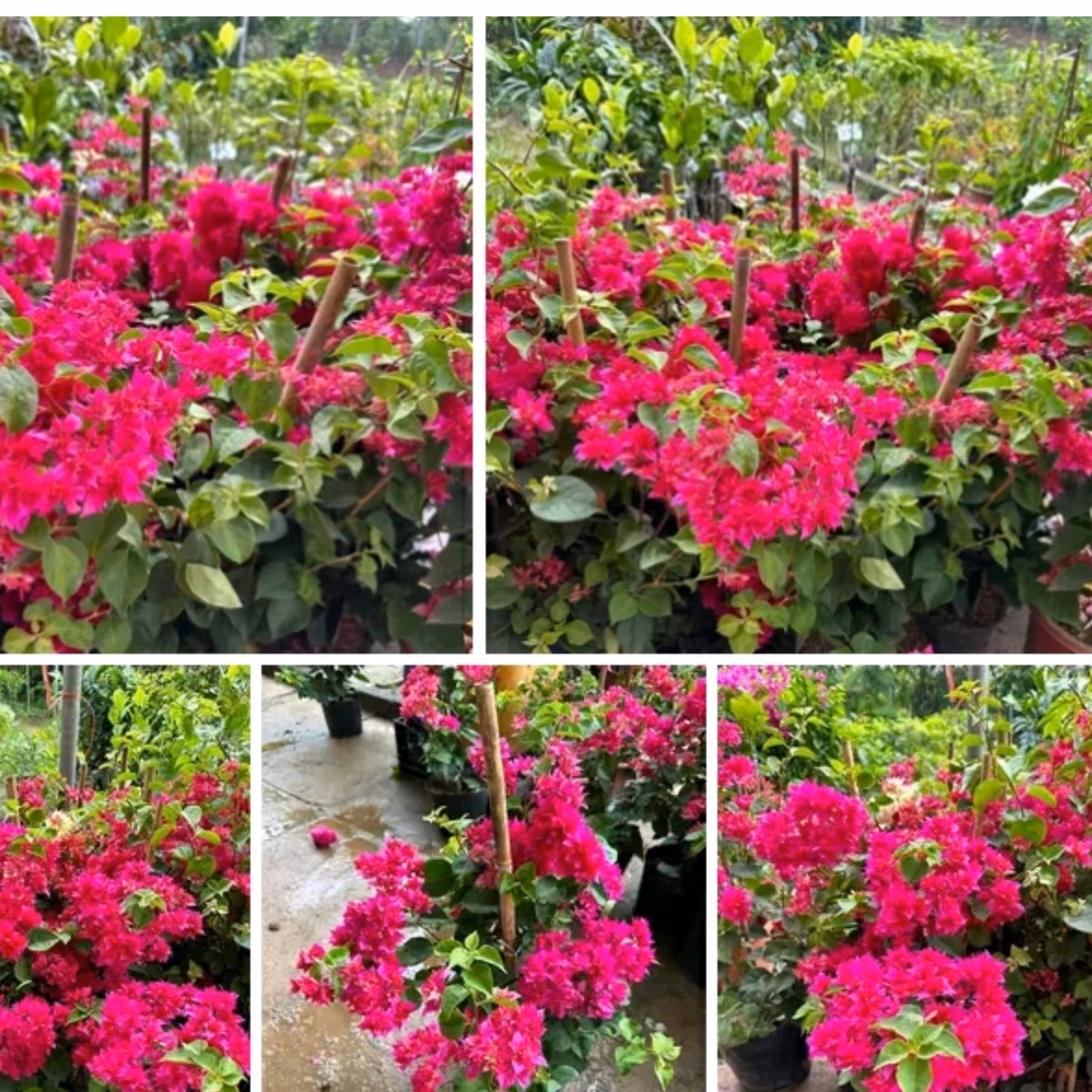 نهال گل کاغذی قرمز روشن