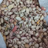 لوبیا چیتی فروشگاه بیستون 