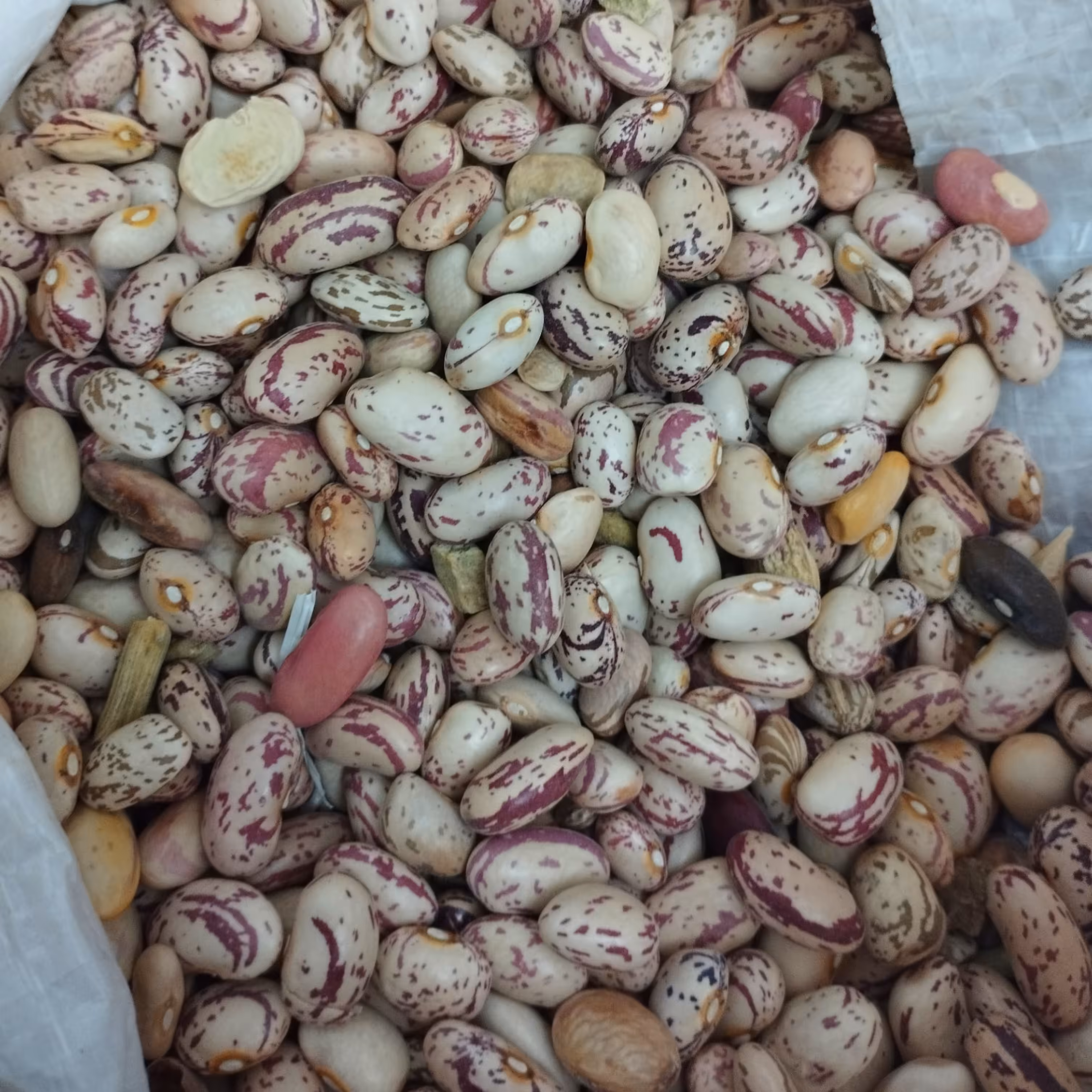 لوبیا چیتی فروشگاه بیستون 