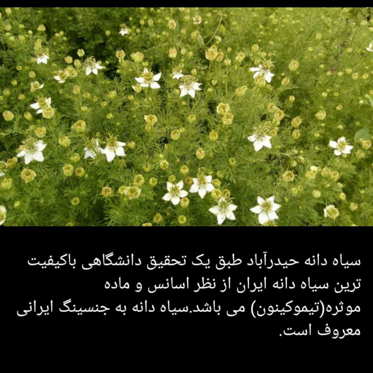 روغن سیاه دانه اصیل ایرانی کاشت مزارع حیدرآباد گرگان