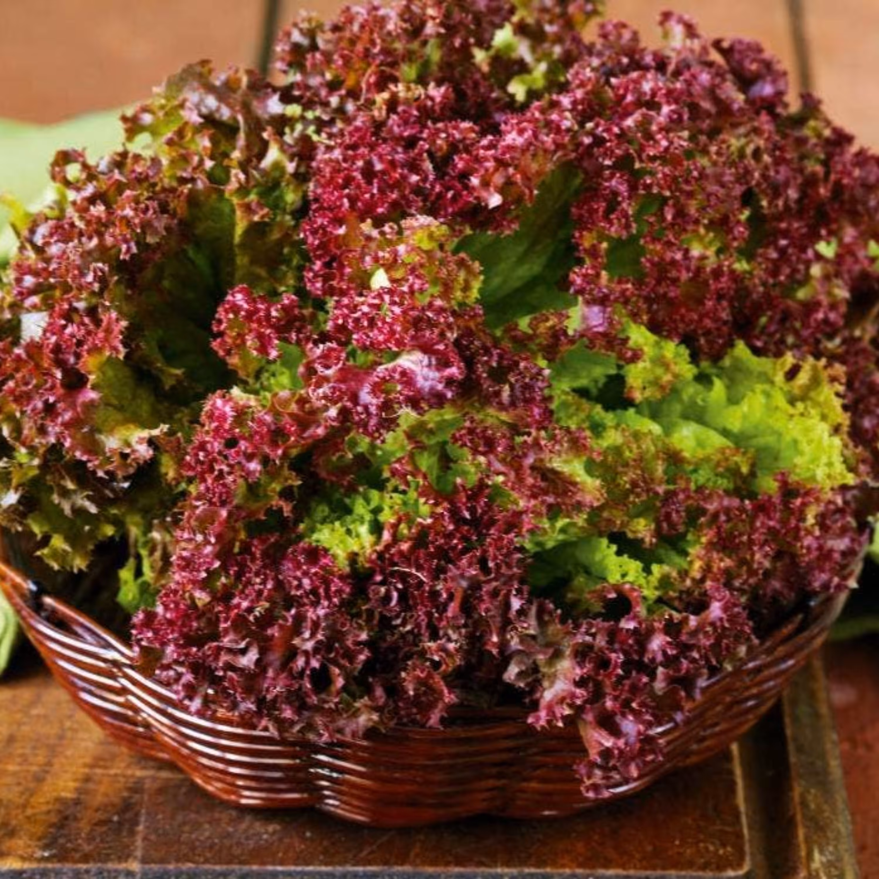 بذر کاهو فرانسوی