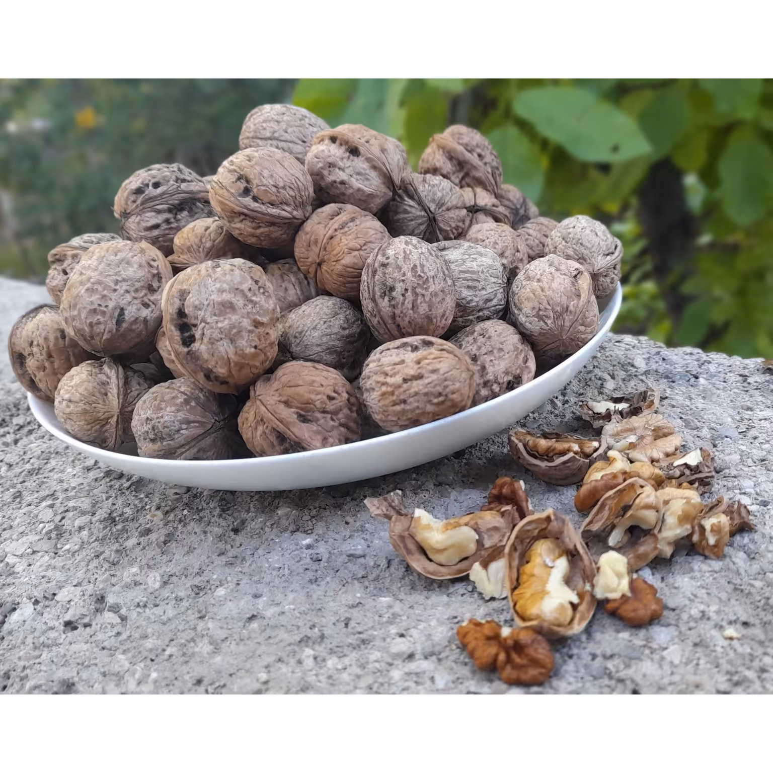 گردو  ایرانی 