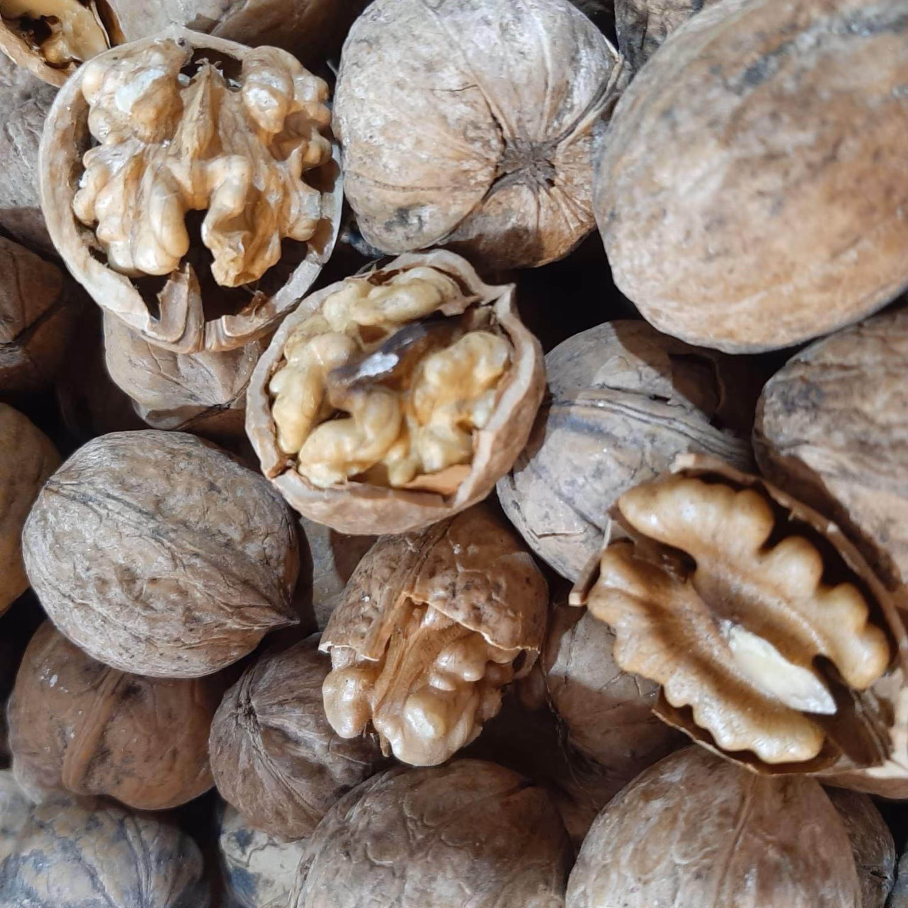 گردوی پر چرب ایرانی امسالی تضمین کیفیت فیلم محصول رو ببینید کد 013