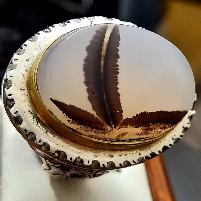 انگشتر شجر قائن تک درخت کاج 43 گرمی