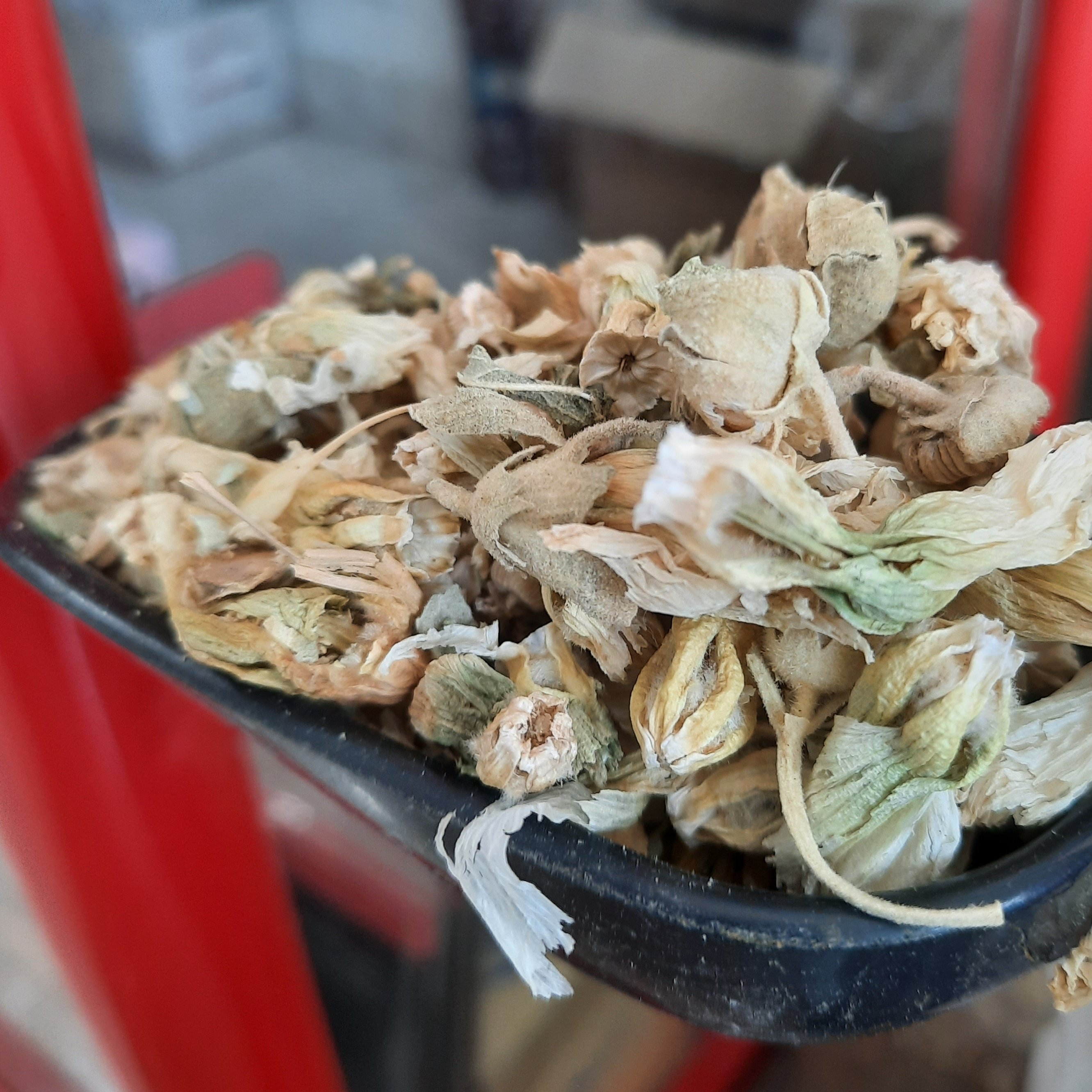 گل ختمی 