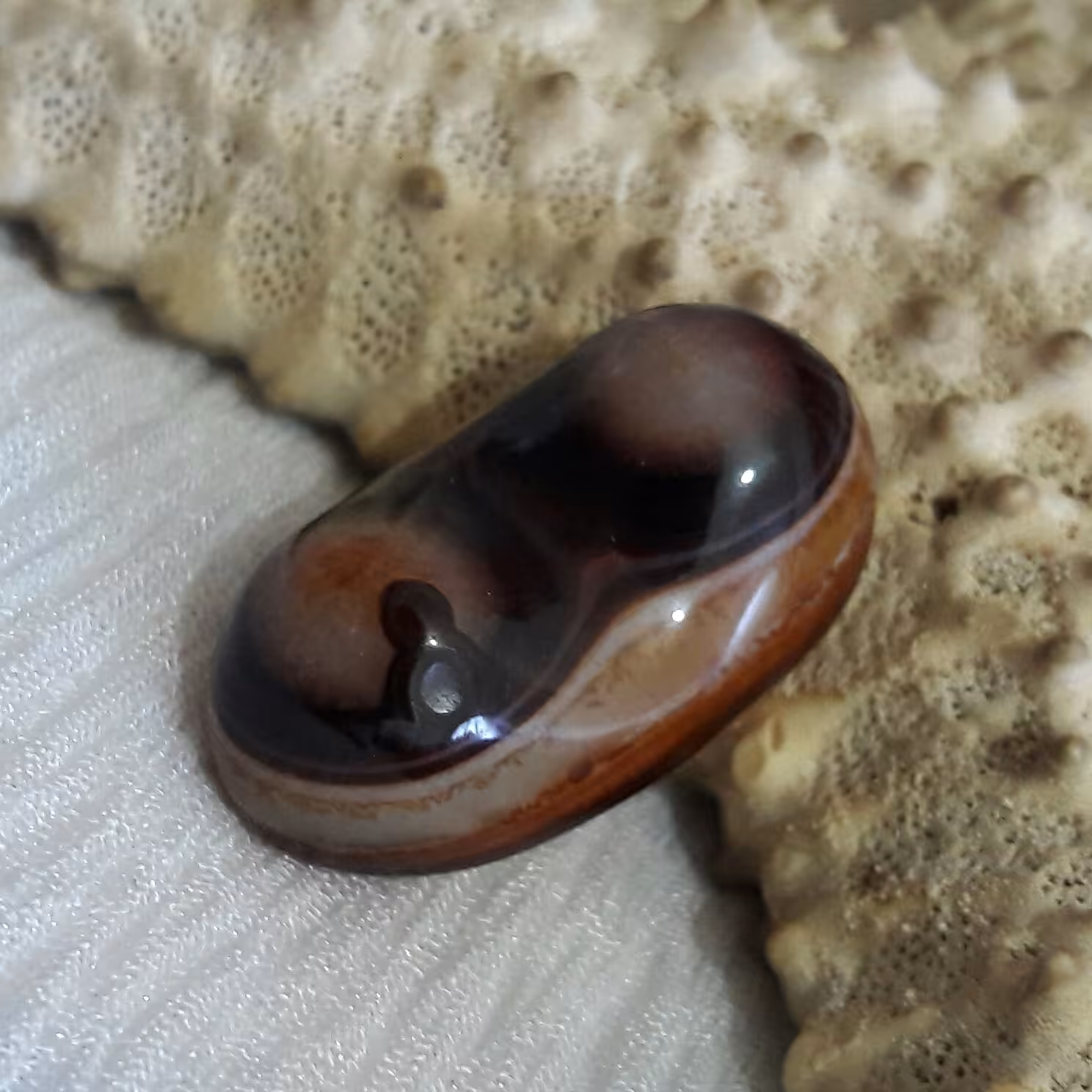 باباقوری دو کوهانه درشت سایز