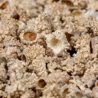 شکر تغار (500گرم)