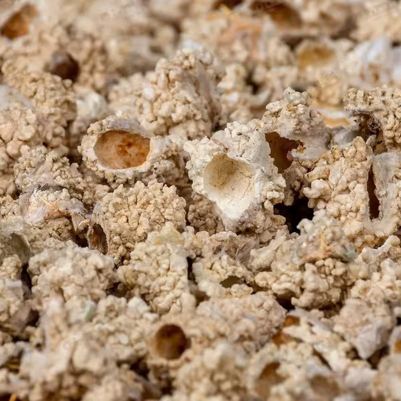 شکر تغار (500گرم)