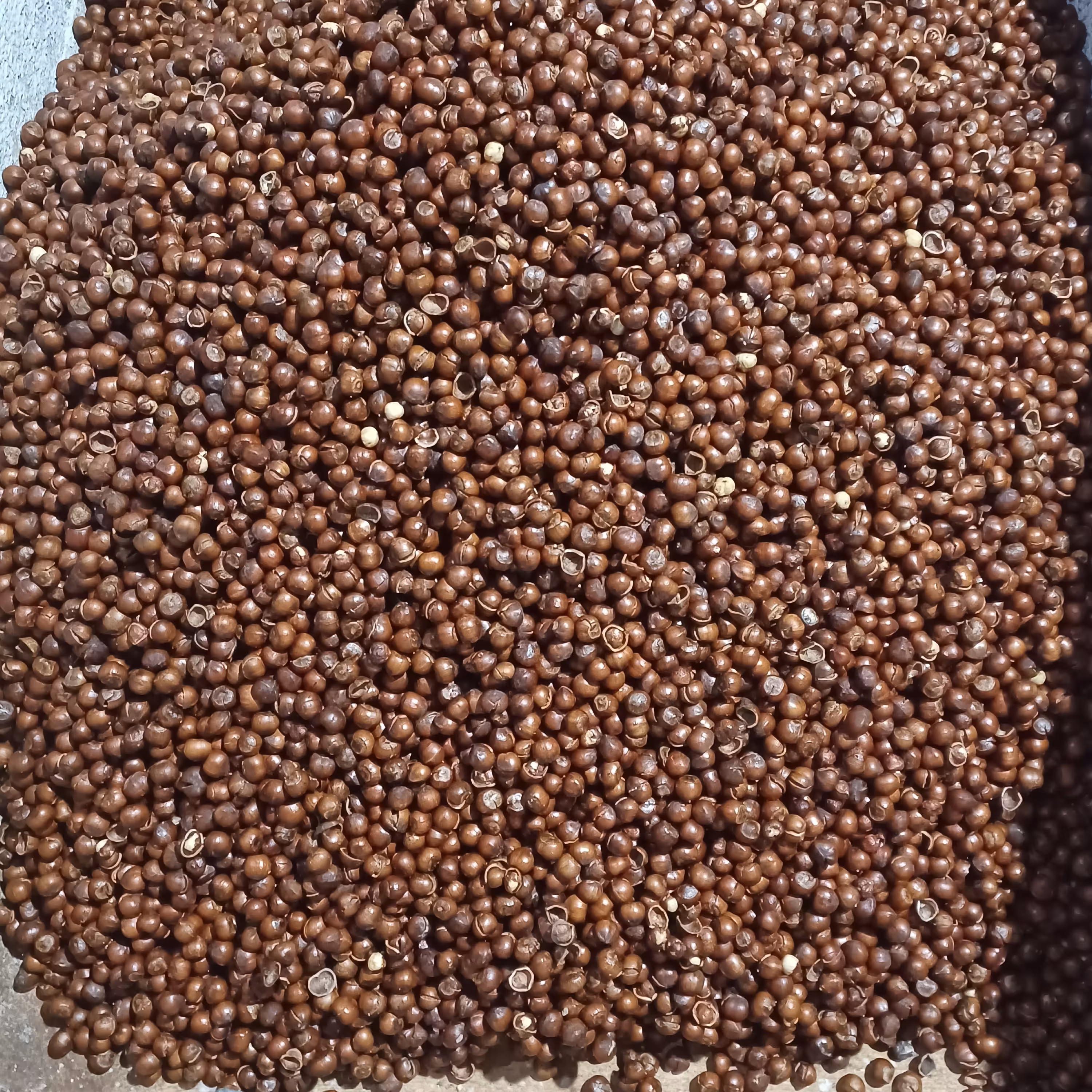 فندق برشته و واکسی 