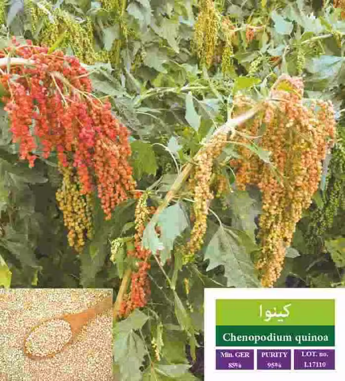 بذر کینوا - بذر طلایی رویان