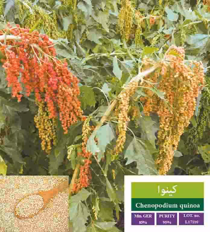 بذر کینوا - بذر طلایی رویان