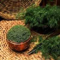 شوید خشک بسته 200 گرمی