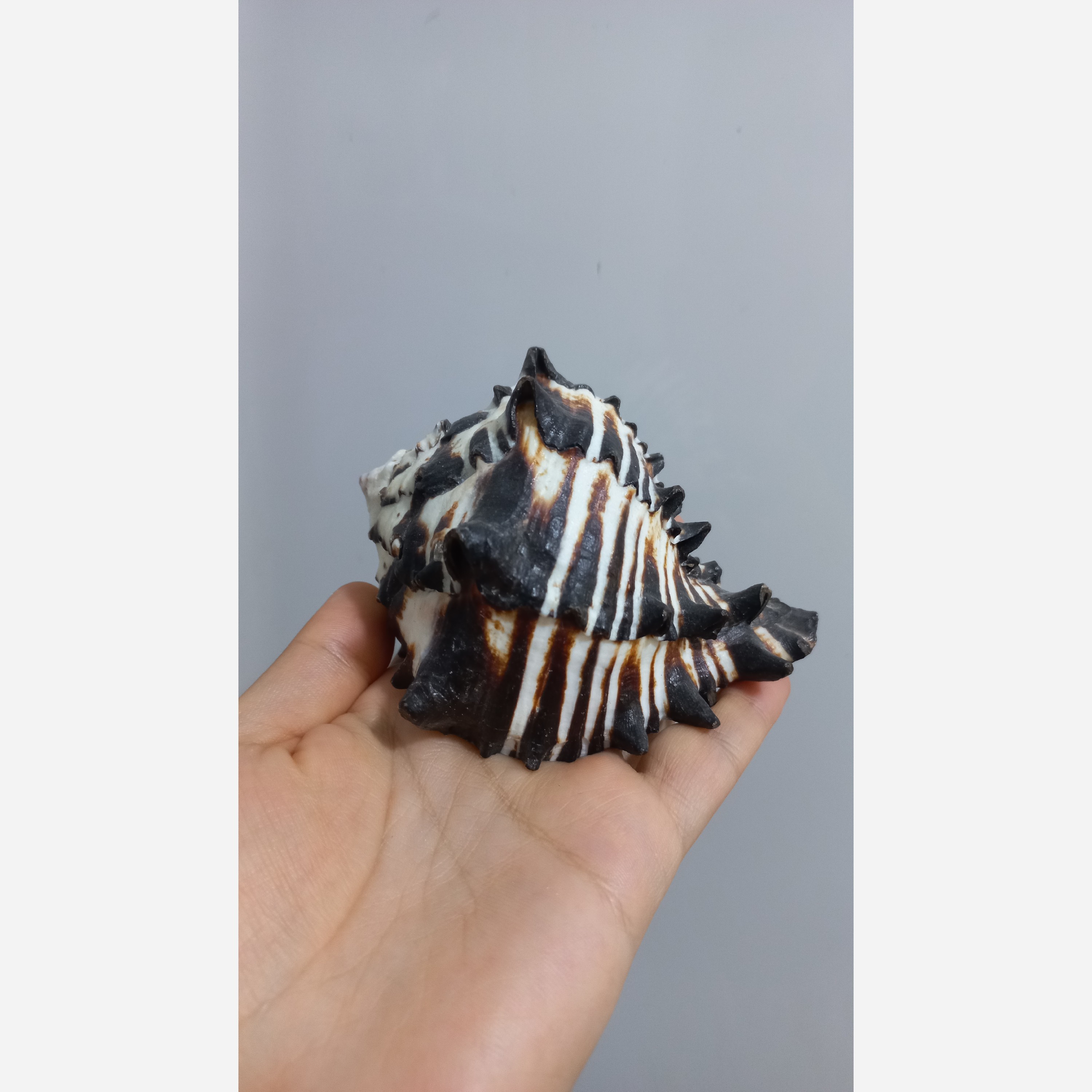 صدف مورکس سیاه کد 1