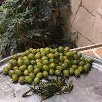 زیتون کنسروی درشت 1 کیلویی (ارسال رایگان)