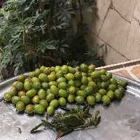 زیتون کنسروی درشت 1 کیلویی (ارسال رایگان)