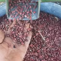 لوبیا قرمز سر حد درجه یک 10کیلو