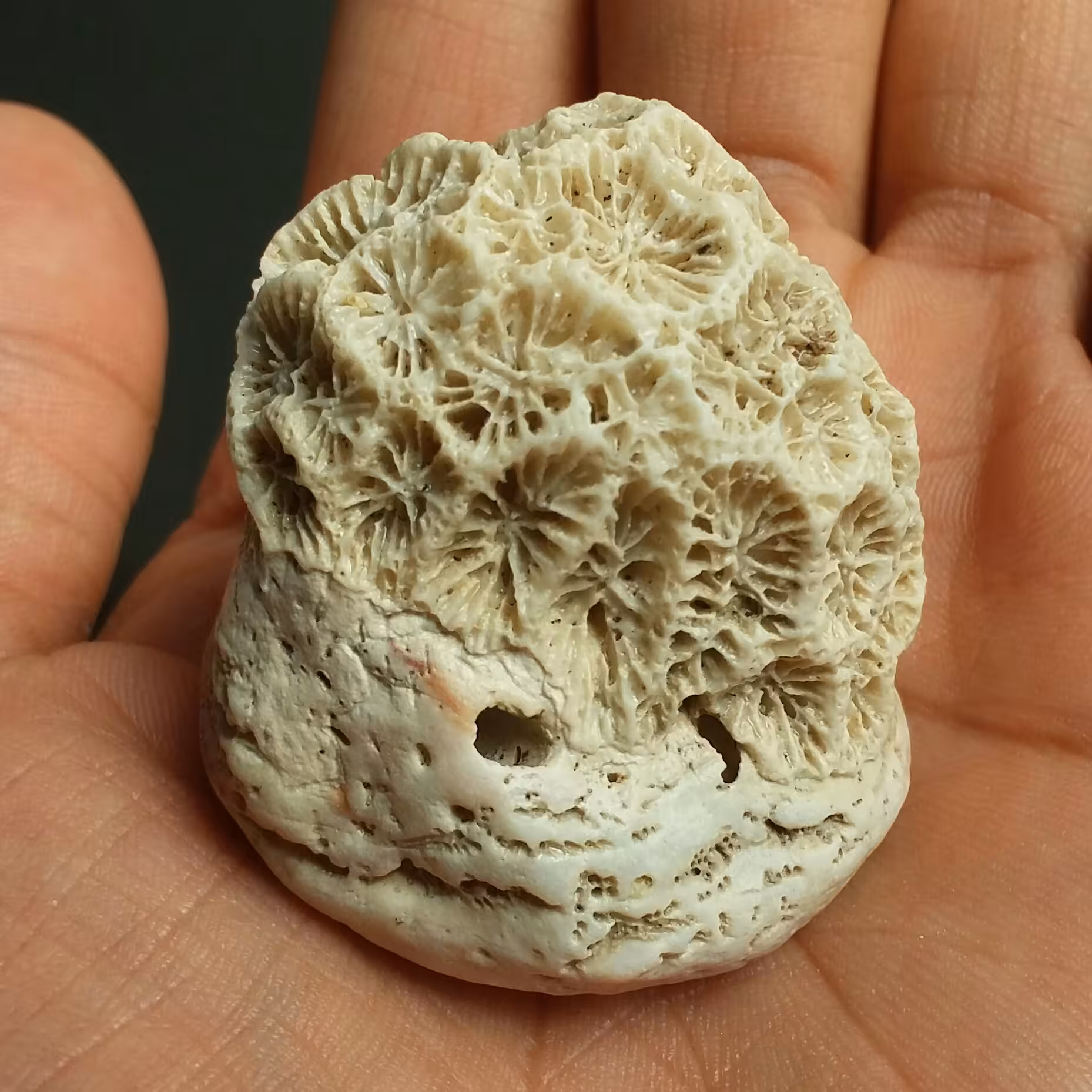 مرجان دریایی محشر دیدنی کاملا طبیعی
مناسب جهت دکور و تزیین
سرشار از خواص
کد 10101