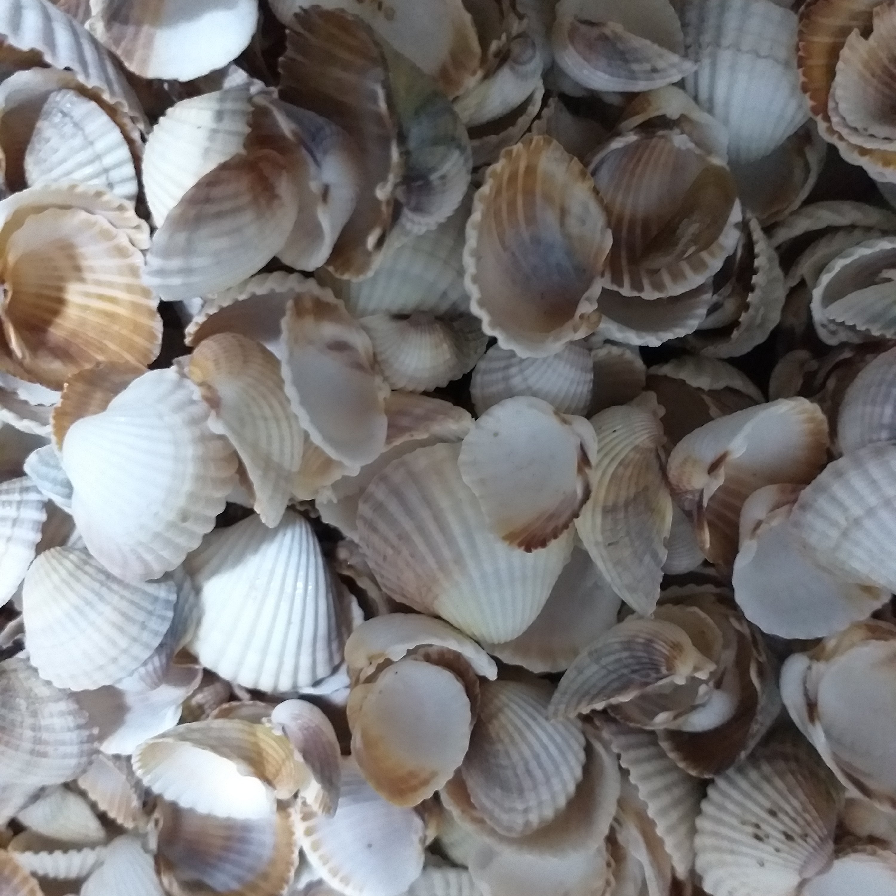 صدف گوش ماهی 500 گرمی (نیم کیلویی) 