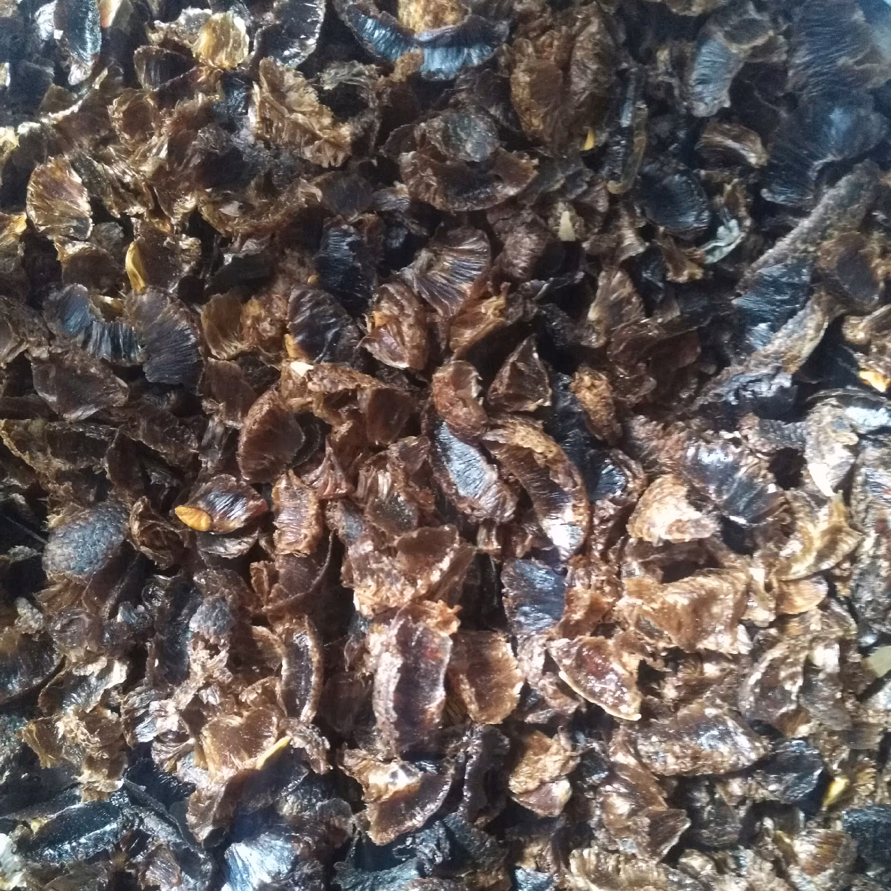 پر لیمو عمانی نیم کیلویی (ارسال رایگان)