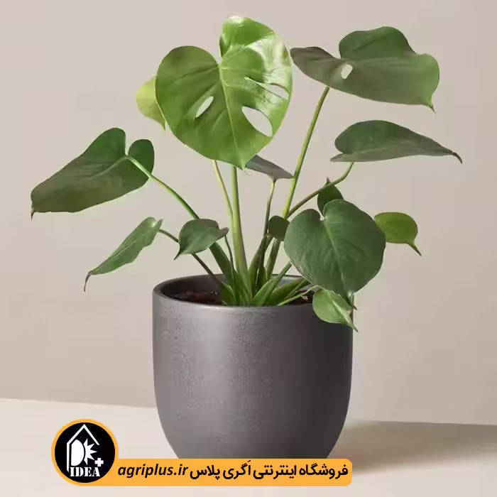 بذر برگ انجیری مونسترا Monstere Small