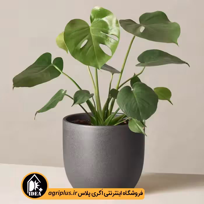 بذر برگ انجیری مونسترا Monstere Small