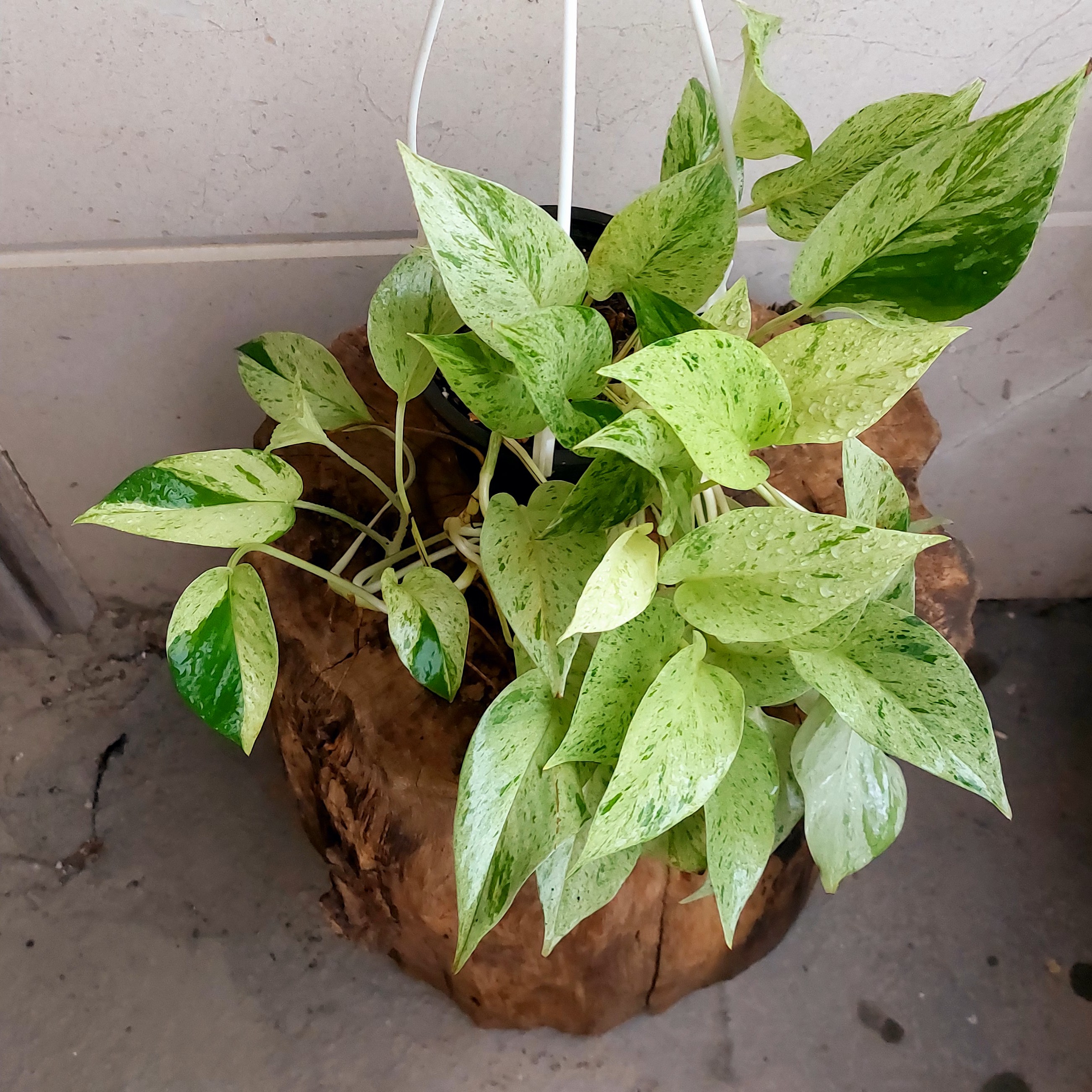 پتوس مرمری آپارتمانی(همراه با کود تقویتی)