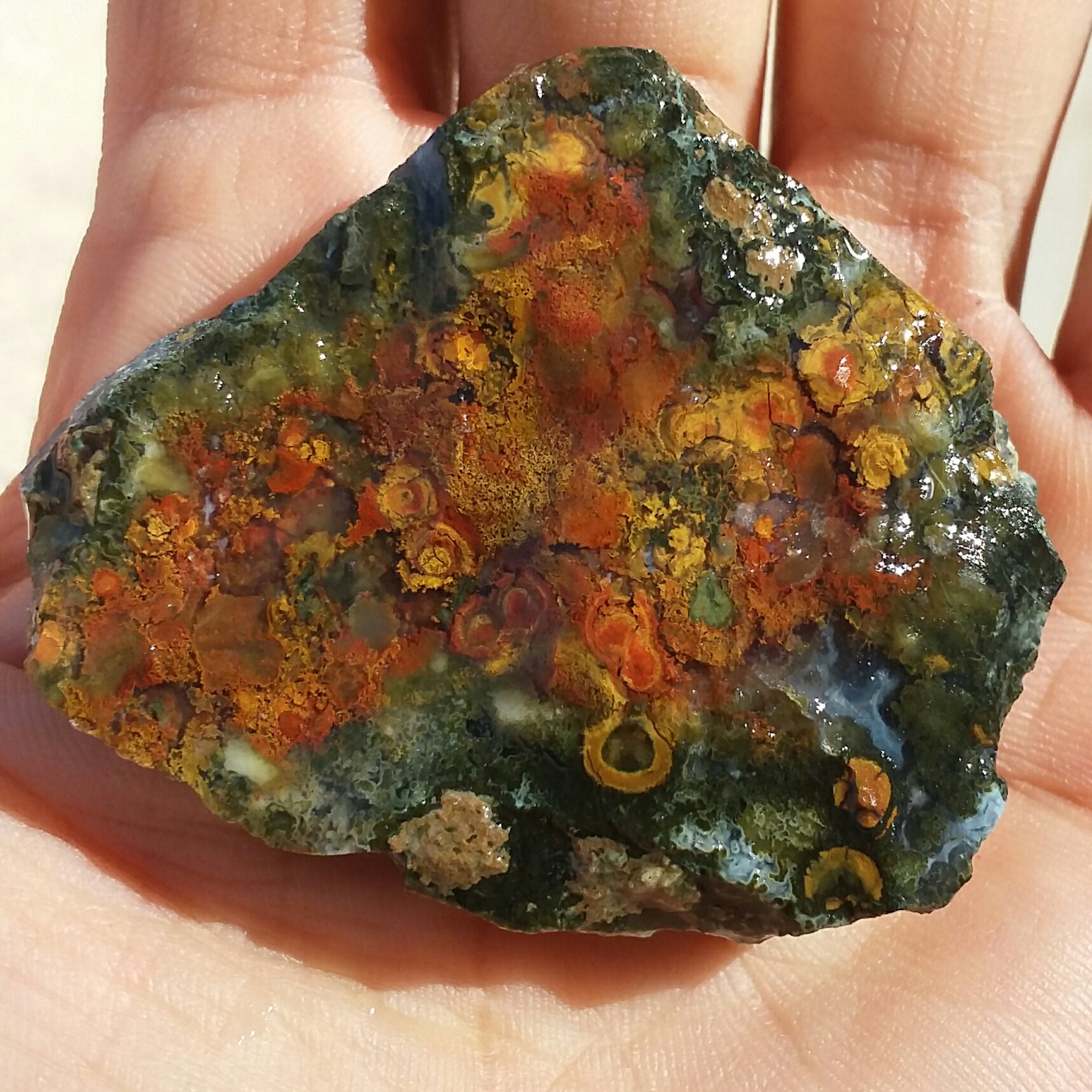 راف جاسپر اقیانوسی(باباقوری دار) بسیار زیبا
کاملا طبیعی
شاهکار خلقت بی نظییییر محشر
